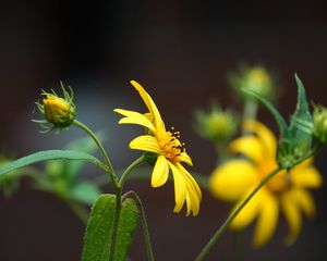 Preview wallpaper helianthus, petals, flowers, yellow, macro