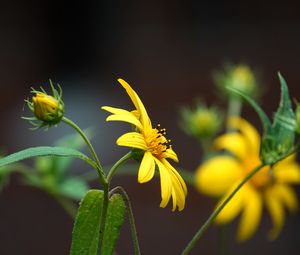 Preview wallpaper helianthus, petals, flowers, yellow, macro