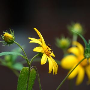 Preview wallpaper helianthus, petals, flowers, yellow, macro