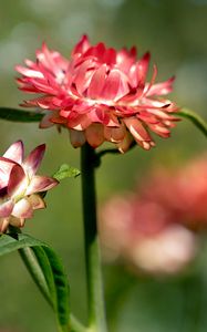 Preview wallpaper helichrysum, flowers, petals, stem, blur