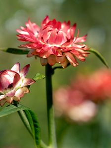 Preview wallpaper helichrysum, flowers, petals, stem, blur