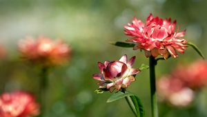 Preview wallpaper helichrysum, flowers, petals, stem, blur