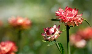 Preview wallpaper helichrysum, flowers, petals, stem, blur