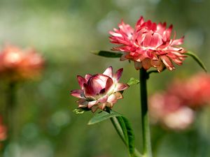 Preview wallpaper helichrysum, flowers, petals, stem, blur