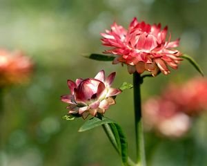 Preview wallpaper helichrysum, flowers, petals, stem, blur