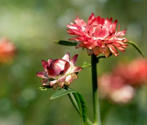 Preview wallpaper helichrysum, flowers, petals, stem, blur