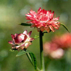 Preview wallpaper helichrysum, flowers, petals, stem, blur