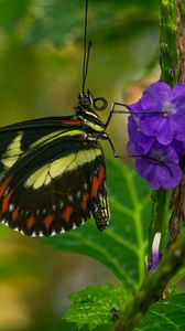 Preview wallpaper heliconia, butterfly, flower, macro, blur