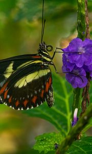 Preview wallpaper heliconia, butterfly, flower, macro, blur