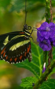 Preview wallpaper heliconia, butterfly, flower, macro, blur