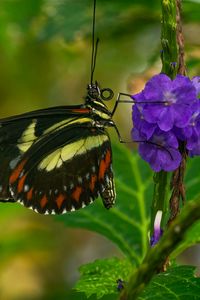 Preview wallpaper heliconia, butterfly, flower, macro, blur