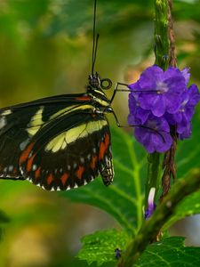 Preview wallpaper heliconia, butterfly, flower, macro, blur