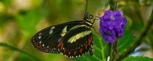 Preview wallpaper heliconia, butterfly, flower, macro, blur