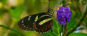 Preview wallpaper heliconia, butterfly, flower, macro, blur