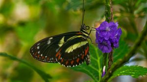 Preview wallpaper heliconia, butterfly, flower, macro, blur