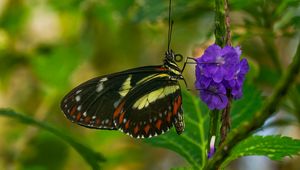 Preview wallpaper heliconia, butterfly, flower, macro, blur