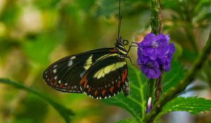 Preview wallpaper heliconia, butterfly, flower, macro, blur