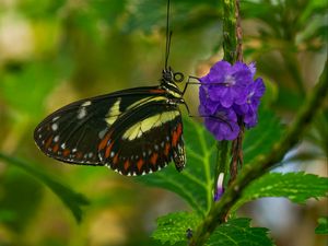 Preview wallpaper heliconia, butterfly, flower, macro, blur