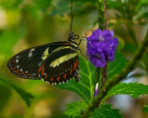 Preview wallpaper heliconia, butterfly, flower, macro, blur