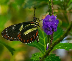 Preview wallpaper heliconia, butterfly, flower, macro, blur