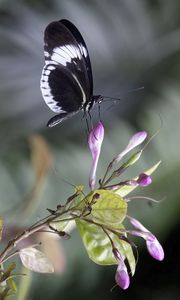 Preview wallpaper heliconia, butterfly, flower, macro