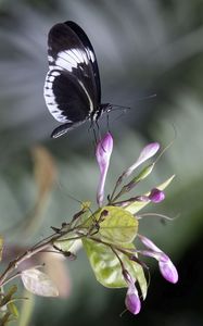 Preview wallpaper heliconia, butterfly, flower, macro