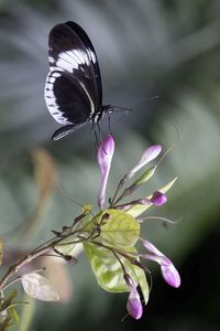 Preview wallpaper heliconia, butterfly, flower, macro