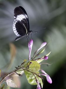 Preview wallpaper heliconia, butterfly, flower, macro