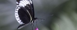 Preview wallpaper heliconia, butterfly, flower, macro