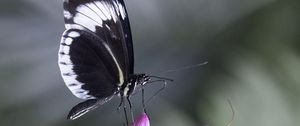 Preview wallpaper heliconia, butterfly, flower, macro