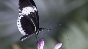 Preview wallpaper heliconia, butterfly, flower, macro