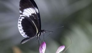 Preview wallpaper heliconia, butterfly, flower, macro