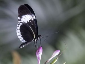 Preview wallpaper heliconia, butterfly, flower, macro