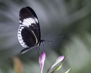 Preview wallpaper heliconia, butterfly, flower, macro