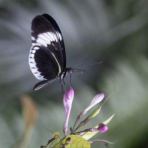 Preview wallpaper heliconia, butterfly, flower, macro