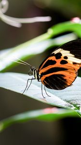 Preview wallpaper heliconia, butterfly, leaf, macro