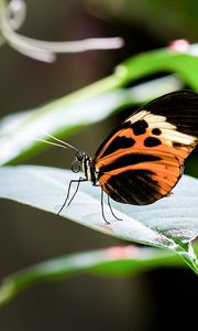 Preview wallpaper heliconia, butterfly, leaf, macro