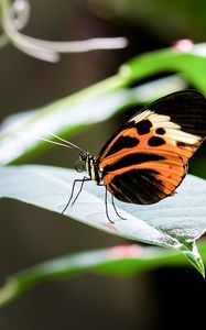 Preview wallpaper heliconia, butterfly, leaf, macro