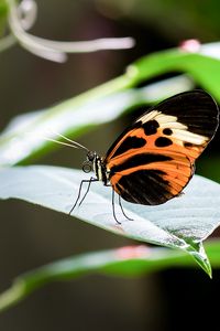 Preview wallpaper heliconia, butterfly, leaf, macro