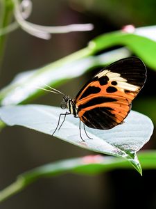 Preview wallpaper heliconia, butterfly, leaf, macro