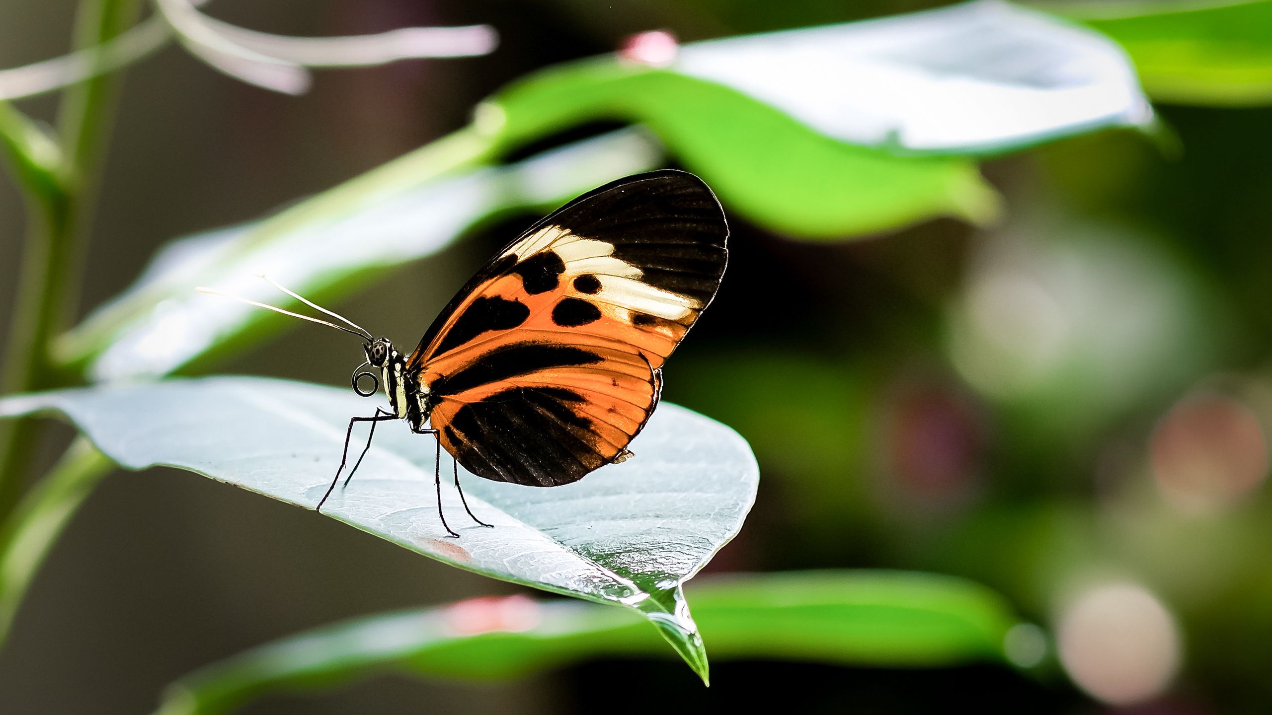 Download Wallpaper 2560x1440 Heliconia, Butterfly, Leaf, Macro 