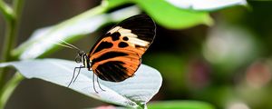 Preview wallpaper heliconia, butterfly, leaf, macro