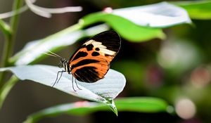 Preview wallpaper heliconia, butterfly, leaf, macro