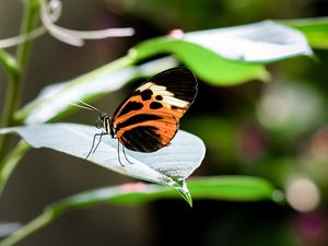 Preview wallpaper heliconia, butterfly, leaf, macro