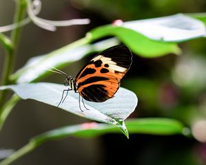 Preview wallpaper heliconia, butterfly, leaf, macro