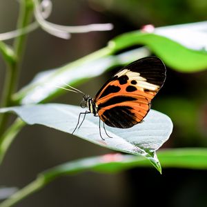 Preview wallpaper heliconia, butterfly, leaf, macro