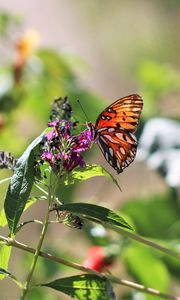 Preview wallpaper heliconia, butterfly, leaves, flowers, macro