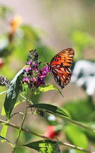 Preview wallpaper heliconia, butterfly, leaves, flowers, macro