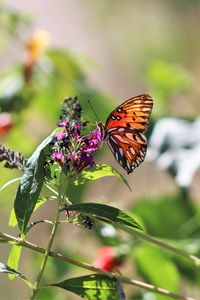 Preview wallpaper heliconia, butterfly, leaves, flowers, macro