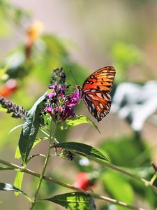 Preview wallpaper heliconia, butterfly, leaves, flowers, macro